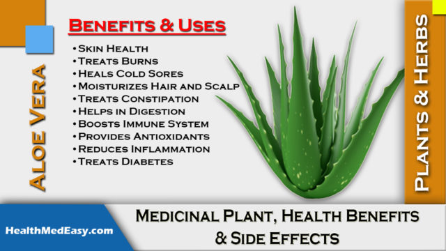Aloe Vera Gel Juice Cream Uses Plant Benefits Side Effects