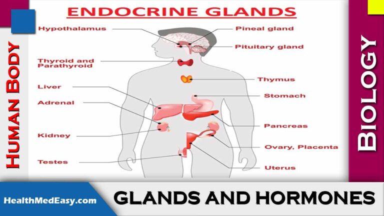 essay about hormones in the body